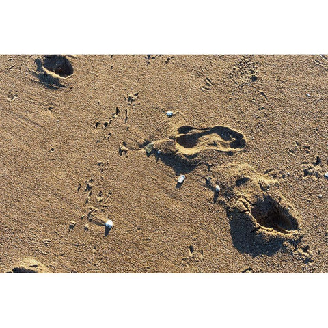 Foot Prints Black Modern Wood Framed Art Print with Double Matting by Orlando