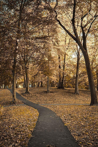 Wooded Path White Modern Wood Framed Art Print with Double Matting by Orlando