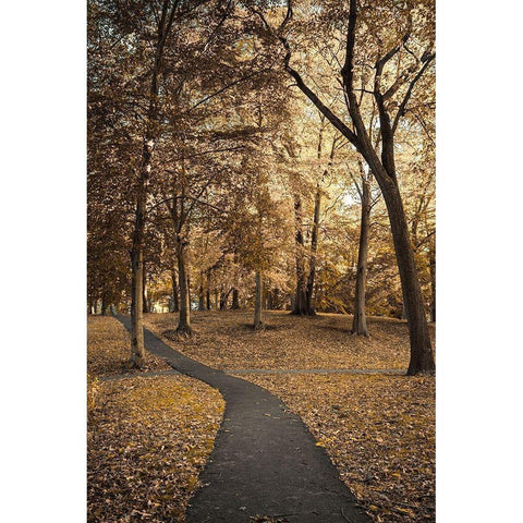 Wooded Path White Modern Wood Framed Art Print by Orlando