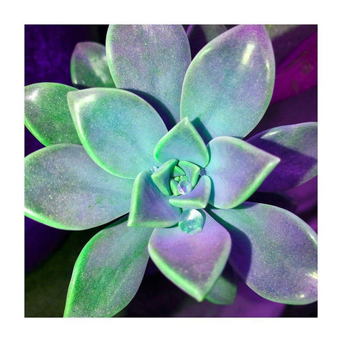 Succulent Dawn 3 Black Modern Wood Framed Art Print with Double Matting by Pearson, Debbie