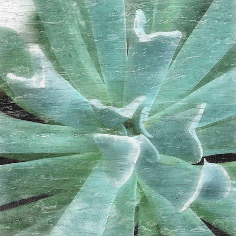 Succulent Memory 2 White Modern Wood Framed Art Print by Pearson, Debbie