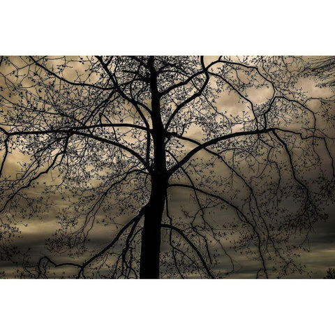 Conversation Of Earth White Modern Wood Framed Art Print by DeLuca, Pat