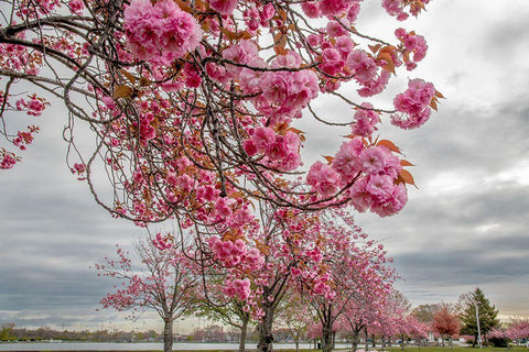 Spiritual Switch 1 Black Ornate Wood Framed Art Print with Double Matting by DeLuca, Pat