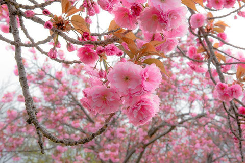 Spiritual Switch 2 Black Ornate Wood Framed Art Print with Double Matting by DeLuca, Pat