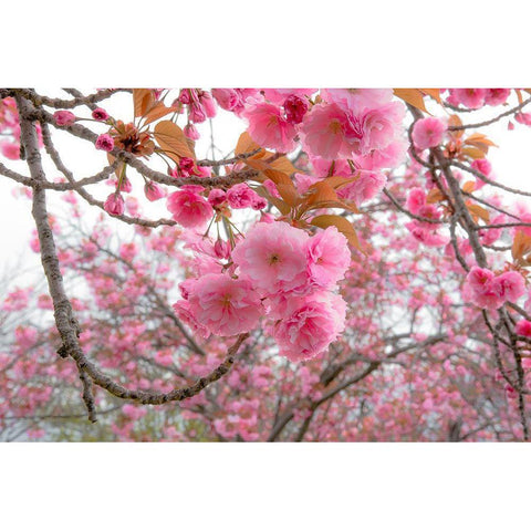 Spiritual Switch 2 Black Modern Wood Framed Art Print by DeLuca, Pat