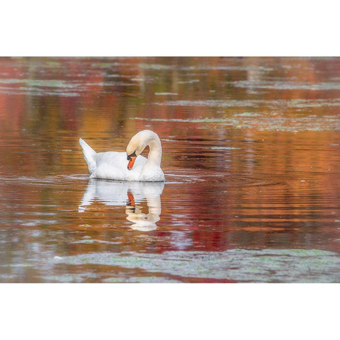 Mill Pond October Black Modern Wood Framed Art Print by DeLuca, Pat