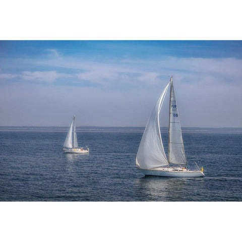 Sail Boats White Modern Wood Framed Art Print by DeLuca, Pat
