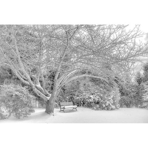 Aboretum December 2 White Modern Wood Framed Art Print by DeLuca, Pat