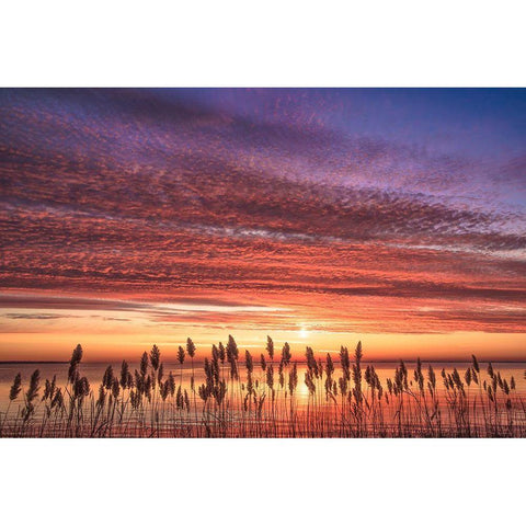 Familiar Romance White Modern Wood Framed Art Print by DeLuca, Pat