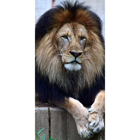 Strength And Dedication Black Modern Wood Framed Art Print with Double Matting by DeLuca, Pat