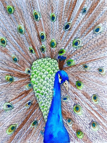 Peacock King White Modern Wood Framed Art Print with Double Matting by Varacek, Pam