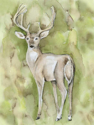 Sterling Deer Black Ornate Wood Framed Art Print with Double Matting by Varacek, Pam
