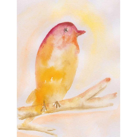 Western Tanager White Modern Wood Framed Art Print by Varacek, Pam