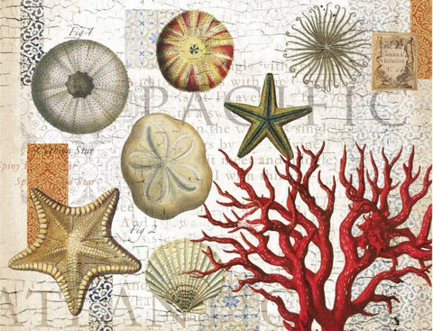 Sea Treasures Black Ornate Wood Framed Art Print with Double Matting by Allen, Candace
