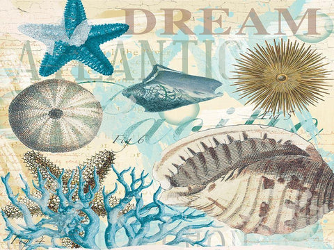 Dream Shells R1 Black Ornate Wood Framed Art Print with Double Matting by Allen, Candace