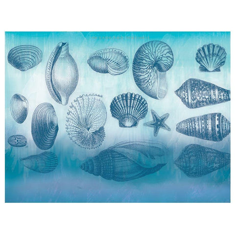 Watercolor Coast Shells White Modern Wood Framed Art Print by Allen, Candace