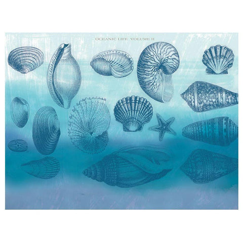 Watercolor Coast Shells 2 Black Modern Wood Framed Art Print with Double Matting by Allen, Candace