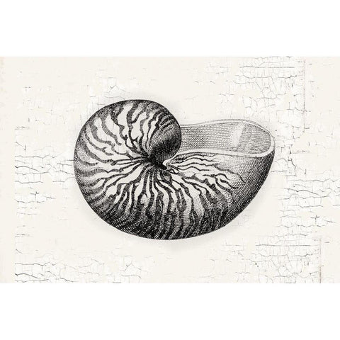 Shell White Modern Wood Framed Art Print by Lula Bijoux and Company