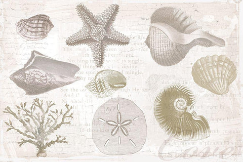 Soft Shell Collage White Modern Wood Framed Art Print with Double Matting by Lula Bijoux and Company