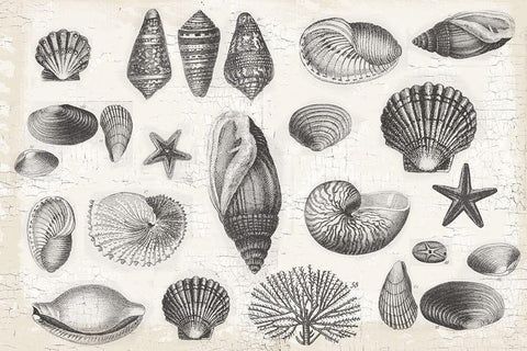 Shell Collage Black Ornate Wood Framed Art Print with Double Matting by Lula Bijoux and Company