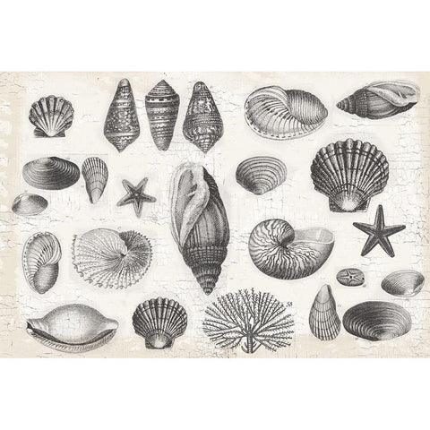 Shell Collage Black Modern Wood Framed Art Print by Lula Bijoux and Company