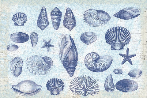 Casual Coastal Shells Black Ornate Wood Framed Art Print with Double Matting by Lula Bijoux and Company