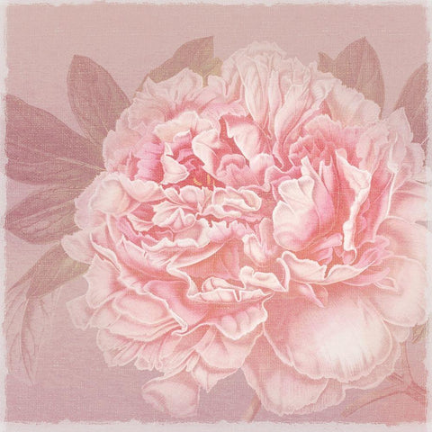 Spring Eden Peony 2 Black Ornate Wood Framed Art Print with Double Matting by Lula Bijoux and Company