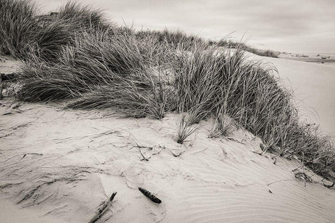 Beachy Dunes White Modern Wood Framed Art Print with Double Matting by Taylor, Glenn