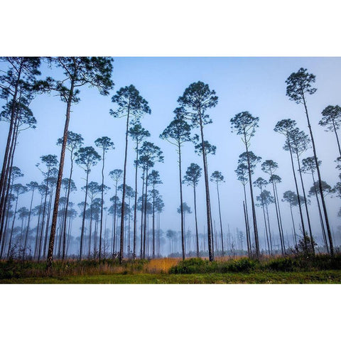Piney Woods Black Modern Wood Framed Art Print by Taylor, Glenn