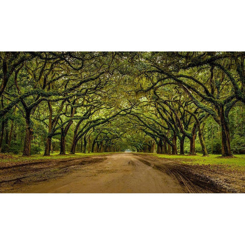 Live Oak Shade Gold Ornate Wood Framed Art Print with Double Matting by Taylor, Glenn