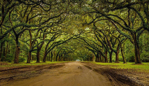 Live Oak Shade White Modern Wood Framed Art Print with Double Matting by Taylor, Glenn