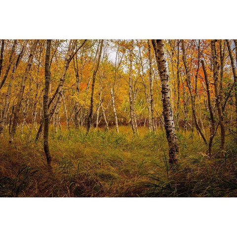 Birch Woods 1 Gold Ornate Wood Framed Art Print with Double Matting by Taylor, Glenn