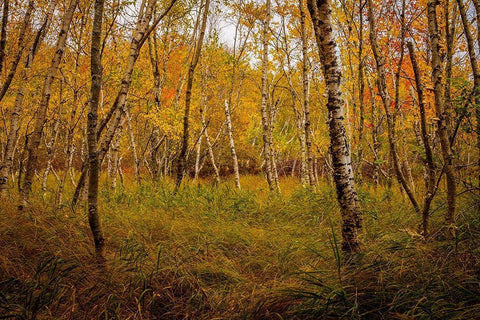 Birch Woods 1 White Modern Wood Framed Art Print with Double Matting by Taylor, Glenn