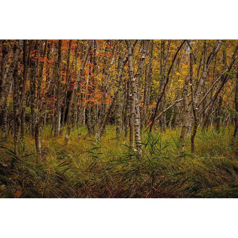 Birch Woods 2 Gold Ornate Wood Framed Art Print with Double Matting by Taylor, Glenn