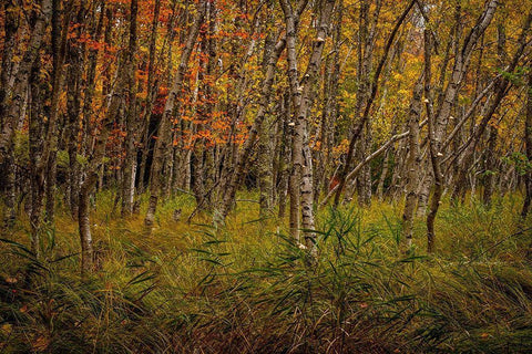 Birch Woods 2 White Modern Wood Framed Art Print with Double Matting by Taylor, Glenn