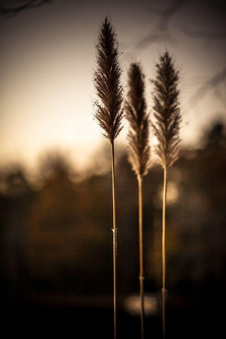 Grasses Trio White Modern Wood Framed Art Print with Double Matting by Taylor, Glenn