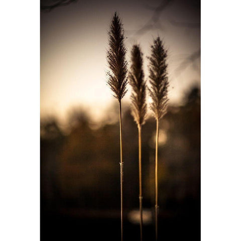 Grasses Trio Black Modern Wood Framed Art Print with Double Matting by Taylor, Glenn