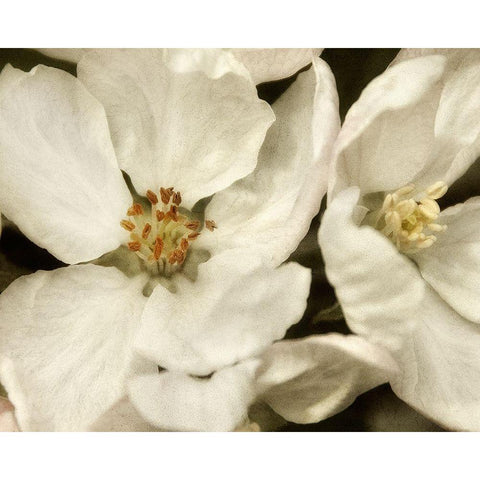 Blossoms I White Modern Wood Framed Art Print by Poinski, Dianne