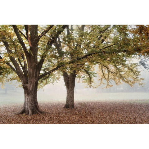 Park 1A White Modern Wood Framed Art Print by Poinski, Dianne