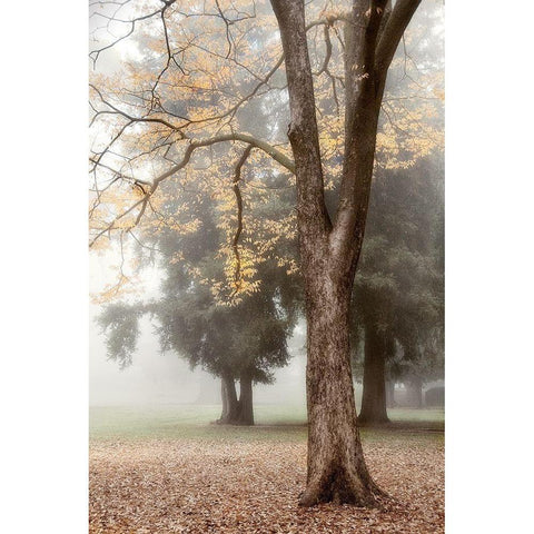 Park 3 Black Modern Wood Framed Art Print with Double Matting by Poinski, Dianne