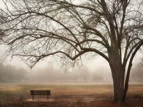 Park 5 White Modern Wood Framed Art Print with Double Matting by Poinski, Dianne