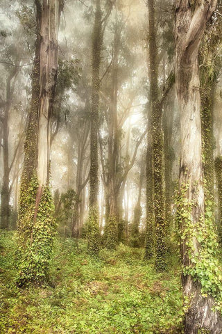 Presidio II White Modern Wood Framed Art Print with Double Matting by Poinski, Dianne
