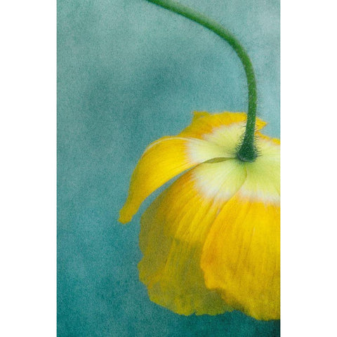 Poppy 1 White Modern Wood Framed Art Print by Poinski, Dianne