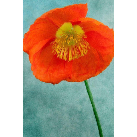 Poppy 2 Black Modern Wood Framed Art Print with Double Matting by Poinski, Dianne