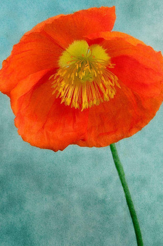 Poppy 2 White Modern Wood Framed Art Print with Double Matting by Poinski, Dianne