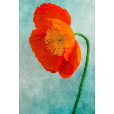 Poppy 3 White Modern Wood Framed Art Print by Poinski, Dianne