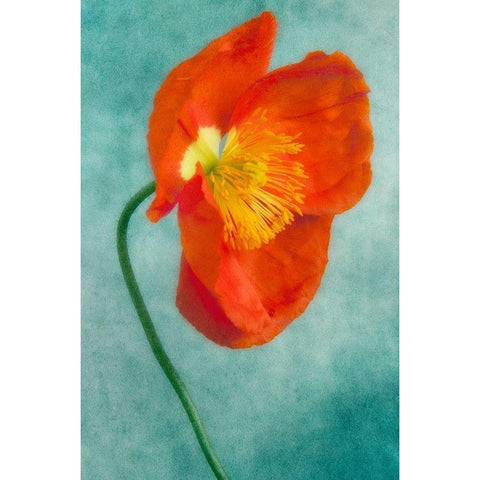 Poppy 4 White Modern Wood Framed Art Print by Poinski, Dianne