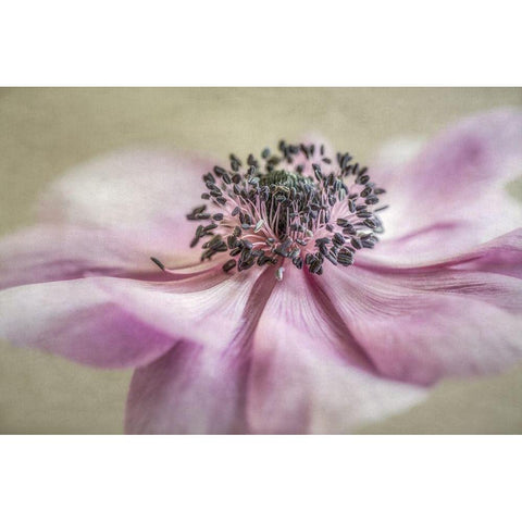 Anemone White Modern Wood Framed Art Print by Poinski, Dianne