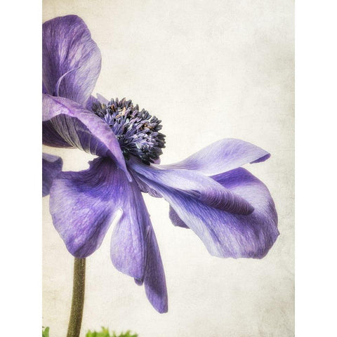 Purple Anemone Black Modern Wood Framed Art Print with Double Matting by Poinski, Dianne