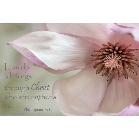 Pink Magnolia Christ White Modern Wood Framed Art Print by Poinski, Dianne